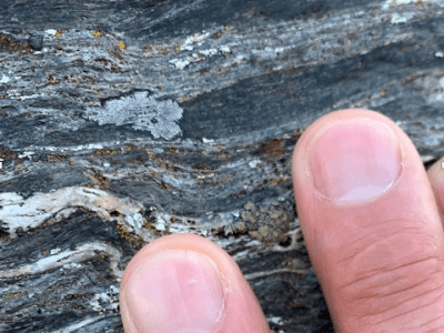 Speculative Interspecies Autoethnography: Speaking-with the&nbsp;Future